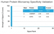 Analysis of HuProt(TM) microarray containing more than 19,000 full-length human proteins using Beta Tubulin antibody (clone TUBB3/3732). These results demonstrate the foremost specificity of the TUBB3/3732 mAb. Z- and S- score: The Z-score represents the strength of a signal that an antibody (in combination with a fluorescently-tagged anti-IgG secondary Ab) produces when binding to a particular protein on the HuProt(TM) array. Z-scores are described in units of standard deviations (SD's) above the mean value of all signals generated on that array. If the targets on the HuProt(TM) are arranged in descending order of the Z-score, the S-score is the difference (also in units of SD's) between the Z-scores. The S-score therefore represents the relative target specificity of an Ab to its intended target.
