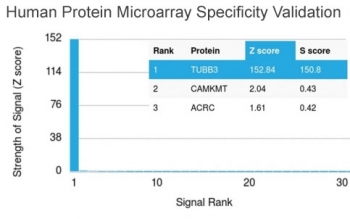 Analysis of HuProt(TM) microarray containing more than 19,000 full-length human proteins using Beta Tubulin antibody (clone TUBB3/3732). These results demonstrate the foremost specificity of the TUBB3/3732 mAb.<BR>Z- and S- score: The Z-score represents the strength of a signal that an antibody (in combination with a fluorescently-tagged anti-IgG secondary Ab) produces when binding to a particular protein on the HuProt(TM) array. Z-scores are described in units of standard deviations (SD's) above the mean value of all signals generated on that array. If the targets on the HuProt(TM) are arranged in descending order of the Z-score, the S-score is the difference (also in units of SD's) between the Z-scores. The S-score therefore represents the relative target specificity of an Ab to its intended target.