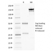 SDS-PAGE analysis of purified, BSA-free CDX2 antibody (clone CDX2/2214) as confirmation of integrity and purity.