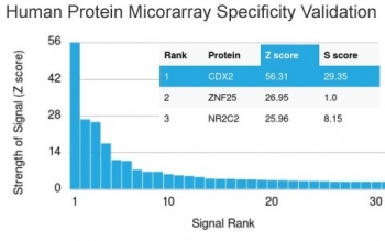 Analysis of HuProt(TM) microarray containing more than 19,000 full-length human proteins using CDX2 antibody (clone CDX2/2214). These results demonstrate the foremost specificity of the CDX2/2214 mAb.<BR>Z- and S- score: The Z-score represents the strength of a signal that an antibody (in combination with a fluorescently-tagged anti-IgG secondary Ab) produces when binding to a particular protein on the HuProt(TM) array. Z-scores are described in units of standard deviations (SD's) above the mean value of all signals generated on that array. If the targets on the HuProt(TM) are arranged in descending order of the Z-score, the S-score is the difference (also in units of SD's) between the Z-scores. The S-score therefore represents the relative target specificity of an Ab to its intended target.