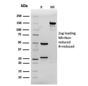 SDS-PAGE analysis of purified, BSA-free recombinant CDX2 antibody (clone rCDX2/1690) as confirmation of integrity and purity.