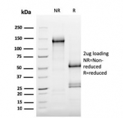 SDS-PAGE analysis of purified, BSA-free MerTK antibody (clone MERTK/3015) as confirmation of integrity and purity.