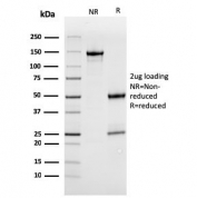 SDS-PAGE analysis of purified, BSA-free MerTK antibody (clone MERTK/3022) as confirmation of integrity and purity.