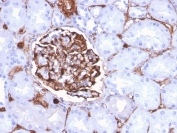 IHC staining of FFPE human kidney with Nestin antibody (clone NES/2911). HIER: boil tissue sections in pH 9 10mM Tris with 1mM EDTA for 10-20 min and allow to cool before testing.