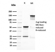 SDS-PAGE analysis of purified, BSA-free Nestin antibody (clone NES/2911) as confirmation of integrity and purity.