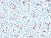 IHC testing of FFPE human pancreas with CFTR antibody (clone CFTR/1342). Staining of FFPE tissue is enhanced by boiling tissue sections in 10mM Tris with 1mM EDTA, pH9 for 10-20 min followed by cooling at RT for 20 min.