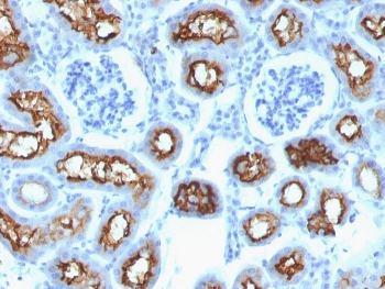 IHC testing of FFPE mouse kidney with CFTR antibody (clone CFTR/1342). Staining of FFPE tissue is enhanced by boiling tissue sections in 10mM Tris with 1mM EDTA, pH9 for 10-20 min followed by cooling at RT for 20 min.~
