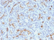 IHC testing of FFPE human pancreas with CFTR antibody (clone M3A7). Staining of FFPE tissue is enhanced by boiling tissue sections in 10mM Tris with 1mM EDTA, pH9 for 10-20 min followed by cooling at RT for 20 min.
