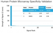 Analysis of HuProt(TM) microarray containing more than 19,000 full-length human proteins using UPK1A antibody (clone UPK1A/2922). These results demonstrate the foremost specificity of the UPK1A/2922 mAb. Z- and S- score: The Z-score represents the strength of a signal that an antibody (in combination with a fluorescently-tagged anti-IgG secondary Ab) produces when binding to a particular protein on the HuProt(TM) array. Z-scores are described in units of standard deviations (SD's) above the mean value of all signals generated on that array. If the targets on the HuProt(TM) are arranged in descending order of the Z-score, the S-score is the difference (also in units of SD's) between the Z-scores. The S-score therefore represents the relative target specificity of an Ab to its intended target.