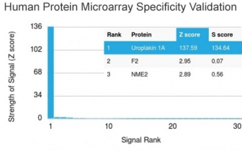 Analysis of HuProt(TM) microarray containing more than 19,000 full-length human proteins using UPK1A antibody (clone UPK1A/2922). These results demonstrate the foremost specificity of the UPK1A/2922 mAb.<BR>Z- and S- score: The Z-score represents the strength of a signal that an antibody (in combination with a fluorescently-tagged anti-IgG secondary Ab) produces when binding to a particular protein on the HuProt(TM) array. Z-scores are described in units of standard deviations (SD's) above the mean value of all signals generated on that array. If the targets on the HuProt(TM) are arranged in descending order of the Z-score, the S-score is the difference (also in units of SD's) between the Z-scores. The S-score therefore represents the relative target specificity of an Ab to its intended target.