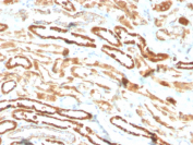 EPO Antibody Kidney IHC. Immunohistochemistry staining of FFPE human kidney with EPO antibody (clone EPO/3793R). HIER: boil tissue sections in pH 9 10mM Tris with 1mM EDTA for 10-20 min followed by cooling at RT for 20 min.