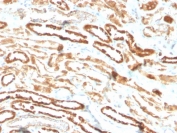 IHC staining of FFPE human kidney with recombinant EPO antibody (clone EPO/3793R). HIER: boil tissue sections in pH 9 10mM Tris with 1mM EDTA for 10-20 min followed by cooling at RT for 20 min.