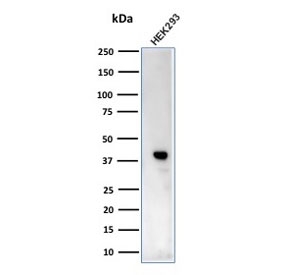 Western blot testing of human HEK293 cell lysate with CKB antibody (clone CPTC-CKB-2). Predicted molecular weight ~43 kDa.~