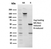 SDS-PAGE analysis of purified, BSA-free TOP1MT antibody (clone TOP1MT/568) as confirmation of integrity and purity.