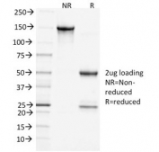 SDS-PAGE analysis of purified, BSA-free Clathrin Heavy Chain antibody (clone CHC/1432) as confirmation of integrity and purity.