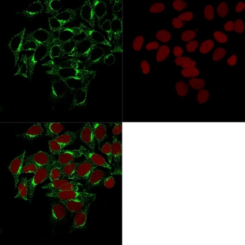 Immunofluorescent staining of permeabilized human HeLa cells with Clathrin Heavy Chain antibody (clone CHC/1432, green) and Reddot nuclear stain (red).~