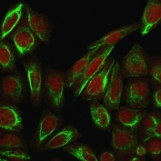 Immunofluorescent staining of PFA-fixed human HeLa cells with Collagen VII antibody (clone LH7.2, green) and Reddot nuclear stain (red).