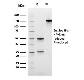 SDS-PAGE analysis of purified, BSA-free CPA1 antibody (clone as confirmation of integrity and purity.