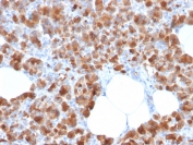 IHC staining of FFPE human pancreas with Carboxypeptidase A1 antibody (clone CPA1/2713). HIER: boil tissue sections in pH 9 10mM Tris with 1mM EDTA for 10-20 min and allow to cool before testing.