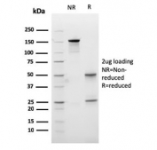 SDS-PAGE analysis of purified, BSA-free Carboxypeptidase A1 antibody (clone CPA1/2713) as confirmation of integrity and purity.