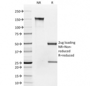 SDS-PAGE analysis of purified, BSA-free CD35 antibody (clone To5) as confirmation of integrity and purity.