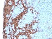 IHC staining of FFPE human tonsil with recombinant Granulocyte-Colony Stimulating Factor antibody (clone rCSF3/900). HIER: boil tissue sections in pH 9 10mM Tris with 1mM EDTA for 10-20 min and allow to cool before testing.