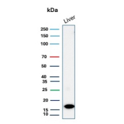 Granulocyte-Colony Stimulating Factor Antibody Liver WB. Western blot analysis of Granulocyte colony stimulating factor / CSF3 in human liver tissue lysate using recombinant mouse monoclonal Granulocyte-Colony Stimulating Factor antibody, clone rCSF3/900. A band is detected at approximately 18-20 kDa, consistent with the predicted molecular weight of G-CSF, supporting detection of this hematopoietic cytokine in tissue lysates.