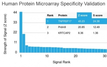 Analysis of HuProt(TM) microarray containing more than 19,000 full-length human proteins using ZNF690 antibody (clone ZSCAN29/2610). These results demonstrate the foremost specificity of the ZSCAN29/2610 mAb.<br>Z- and S- score: The Z-score represents the strength of a signal that an antibody (in combination with a fluorescently-tagged anti-IgG secondary Ab) produces when binding to a particular protein on the HuProt(TM) array. Z-scores are described in units of standard deviations (SD's) above the mean value of all signals generated on that array. If the targets on the HuProt(TM) are arranged in descending order of the Z-score, the S-score is the difference (also in units of SD's) between the Z-scores. The S-score therefore represents the relative target specificity of an Ab to its intended target.