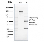 SDS-PAGE analysis of purified, BSA-free ZNF690 antibody (clone ZSCAN29/2610) as confirmation of integrity and purity.
