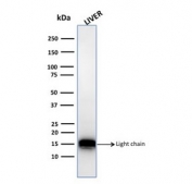 Western blot testing of human liver lysate with Cathepsin D antibody. 