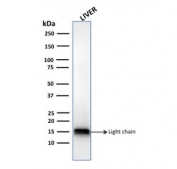 Western blot testing of human liver lysate with Cathepsin D antibody. 