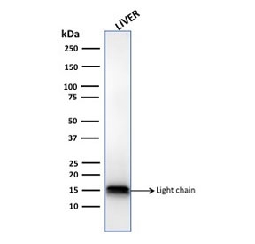 Western blot testing of human liver lysate with Cathepsin D antibody.