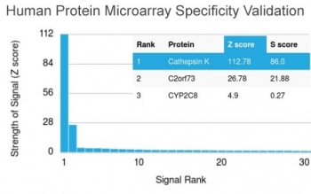 Analysis of HuProt(TM) microarray containing more than 19,000 full-length human proteins using Cathepsin K antibody (clone CTSK/2792). These results demonstrate the foremost specificity of the CTSK/2792 mAb.<BR>Z- and S- score: The Z-score represents the strength of a signal that an antibody (in combination with a fluorescently-tagged anti-IgG secondary Ab) produces when binding to a particular protein on the HuProt(TM) array. Z-scores are described in units of standard deviations (SD's) above the mean value of all signals generated on that array. If the targets on the HuProt(TM) are arranged in descending order of the Z-score, the S-score is the difference (also in units of SD's) between the Z-scores. The S-score therefore represents the relative target specificity of an Ab to its intended target.