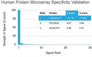 Analysis of HuProt(TM) microarray containing more than 19,000 full-length human proteins using Cathepsin K antibody (clone CTSK/2793). These results demonstrate the foremost specificity of the CTSK/2793 mAb.<BR>Z- and S- score: The Z-score represents the strength of a signal that an antibody (in combination with a fluorescently-tagged anti-IgG secondary Ab) produces when binding to a particular protein on the HuProt(TM) array. Z-scores are described in units of standard deviations (SD's) above the mean value of all signals generated on that array. If the targets on the HuProt(TM) are arranged in descending order of the Z-score, the S-score is the difference (also in units of SD's) between the Z-scores. The S-score therefore represents the relative target specificity of an Ab to its intended target.