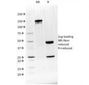 SDS-PAGE analysis of purified, BSA-free BTLA antibody (clone BTLA/1528) as confirmation of integrity and purity.