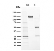 SDS-PAGE analysis of purified, BSA-free CYP1A1/1A2 antibody (clone MC1) as confirmation of integrity and purity.
