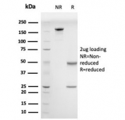 SDS-PAGE analysis of purified, BSA-free Drebrin antibody (clone DBN1/2880) as confirmation of integrity and purity.