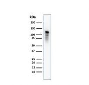 Western blot testing of human PC3 cell lysate with Drebrin antibody (clone DBN1/2880). Expected molecular weight: 70-120 kDa.