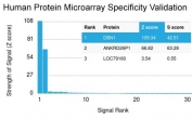 Analysis of HuProt(TM) microarray containing more than 19,000 full-length human proteins using Drebrin 1 antibody (clone DBN1/3393). These results demonstrate the foremost specificity of the DBN1/3393 mAb. Z- and S- score: The Z-score represents the strength of a signal that an antibody (in combination with a fluorescently-tagged anti-IgG secondary Ab) produces when binding to a particular protein on the HuProt(TM) array. Z-scores are described in units of standard deviations (SD's) above the mean value of all signals generated on that array. If the targets on the HuProt(TM) are arranged in descending order of the Z-score, the S-score is the difference (also in units of SD's) between the Z-scores. The S-score therefore represents the relative target specificity of an Ab to its intended target.
