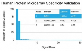 Analysis of HuProt(TM) microarray containing more than 19,000 full-length human proteins using Drebrin 1 antibody (clone DBN1/3393). These results demonstrate the foremost specificity of the DBN1/3393 mAb.<BR>Z- and S- score: The Z-score represents the strength of a signal that an antibody (in combination with a fluorescently-tagged anti-IgG secondary Ab) produces when binding to a particular protein on the HuProt(TM) array. Z-scores are described in units of standard deviations (SD's) above the mean value of all signals generated on that array. If the targets on the HuProt(TM) are arranged in descending order of the Z-score, the S-score is the difference (also in units of SD's) between the Z-scores. The S-score therefore represents the relative target specificity of an Ab to its intended target.
