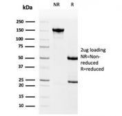 SDS-PAGE analysis of purified, BSA-free Drebrin 1 antibody (clone DBN1/3393) as confirmation of integrity and purity.