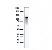 Western blot testing of human PC3 cell lysate with Drebrin 1 antibody (clone DBN1/3393). Expected molecular weight: 70-120 kDa.