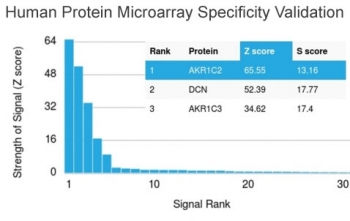 Analysis of HuProt(TM) microarray containing more than 19,000 full-length human proteins using AKR1C2 antibody (clone CPTC-AKR1C2-1). These results demonstrate the foremost specificity of the CPTC-AKR1C2-1 mAb.<br>Z- and S- score: The Z-score represents the strength of a signal that an antibody (in combination with a fluorescently-tagged anti-IgG secondary Ab) produces when binding to a particular protein on the HuProt(TM) array. Z-scores are described in units of standard deviations (SD's) above the mean value of all signals generated on that array. If the targets on the HuProt(TM) are arranged in descending order of the Z-score, the S-score is the difference (also in units of SD's) between the Z-scores. The S-score therefore represents the relative target specificity of an Ab to its intended target.