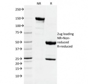 SDS-PAGE analysis of purified, BSA-free DNMT1 antibody (clone DNMT1/2061) as confirmation of integrity and purity.