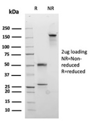 SDS-PAGE analysis of purified, BSA-free recombinant Desmocollin 2/3 antibody (clone rDSC2/3437) as confirmation of integrity and purity.