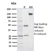 SDS-PAGE analysis of purified, BSA-free Desmoglein 1 antibody (clone 32-2B) as confirmation of integrity and purity.