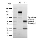 SDS-PAGE analysis of purified, BSA-free CD105 antibody (clone ENG/3269) as confirmation of integrity and purity.