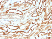 Erythropoietin Antibody Kidney IHC. Immunohistochemistry staining of FFPE human kidney with Erythropoietin antibody. HIER: boil tissue sections in pH 9 10mM Tris with 1mM EDTA for 10-20 min followed by cooling at RT for 20 min.