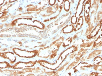 IHC staining of FFPE human kidney with recombinant Erythropoietin antibody. HIER: boil tissue sections in pH 9 10mM Tris with 1mM EDTA for 10-20 min followed by cooling at RT for 20 min.~