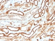 IHC staining of FFPE human kidney with recombinant Erythropoietin antibody. HIER: boil tissue sections in pH 9 10mM Tris with 1mM EDTA for 10-20 min followed by cooling at RT for 20 min.